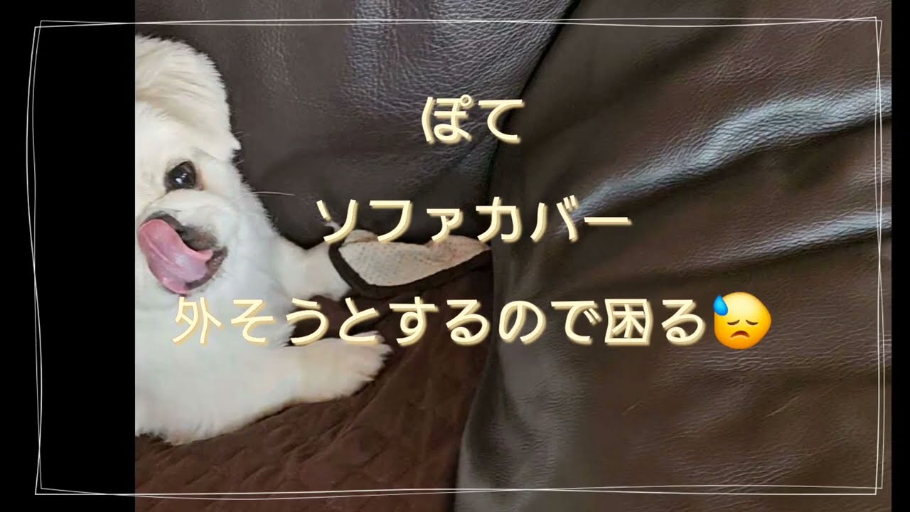 【ペキニーズ】ぽて、ソファカバーをはずすのを阻止する日常。やんちゃだけど可愛い攻防戦