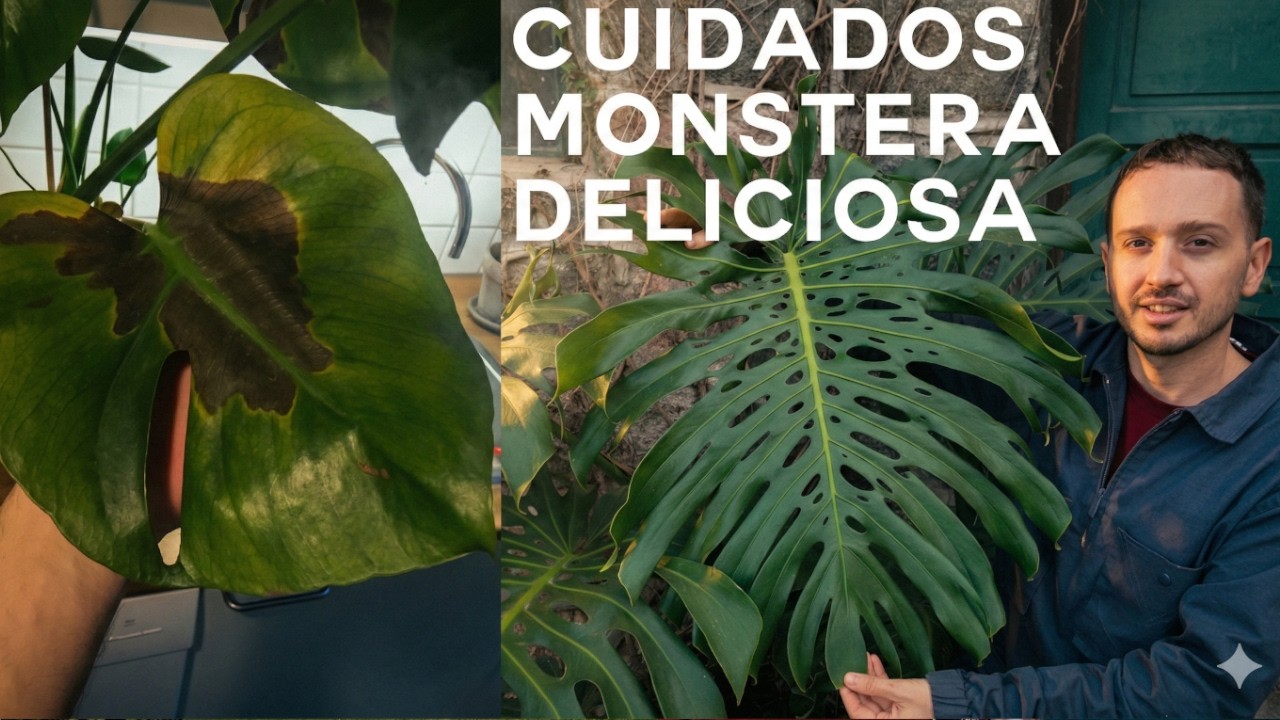No más manchas negras en tu monstera deliciosa! Costilla de Adán, cuidados y tips.