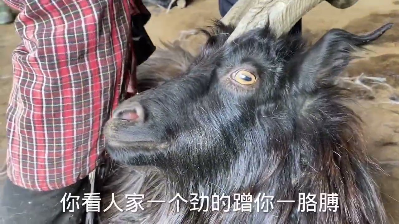 拿着大铁梳收集“软黄金”，爸妈手脚利索技术真不赖，羊浑身是宝 #我的乡村生活 #养羊创业 #羊绒 #理发
