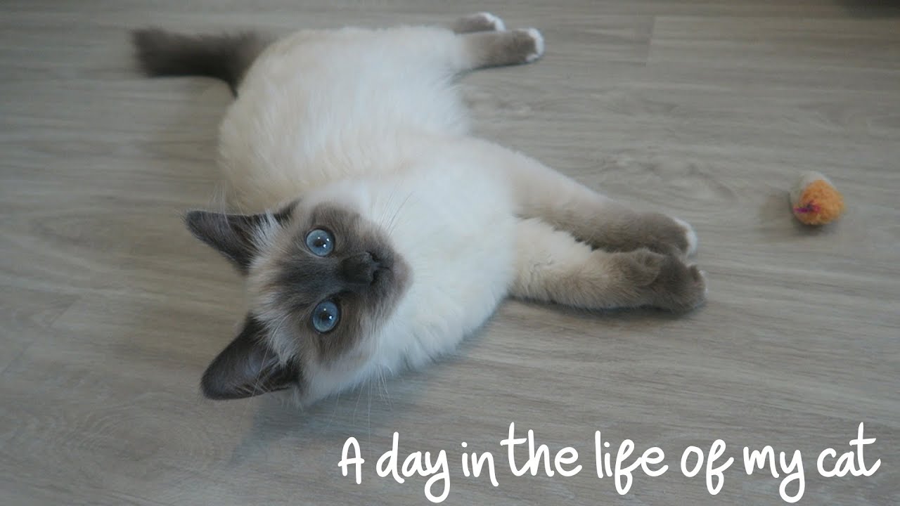 A DAY WITH MY SACRED BIRMAN CAT : THE LOVE STORY