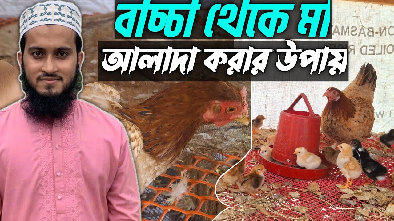 মা থেকে মুরগির বাচ্চা আদালা করার উপায়🔥| দেশি মুরগি পালন পদ্ধতি | best desi murgi for eggs