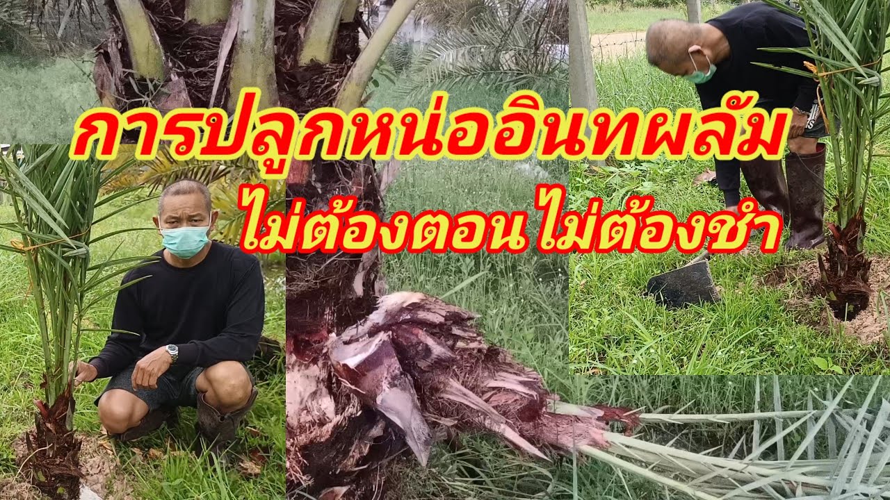 การปลูกหน่อลอยอินทผลัมโดยไม่ต้องชำไม่ต้องตอน @อินทผาลัม in thailand