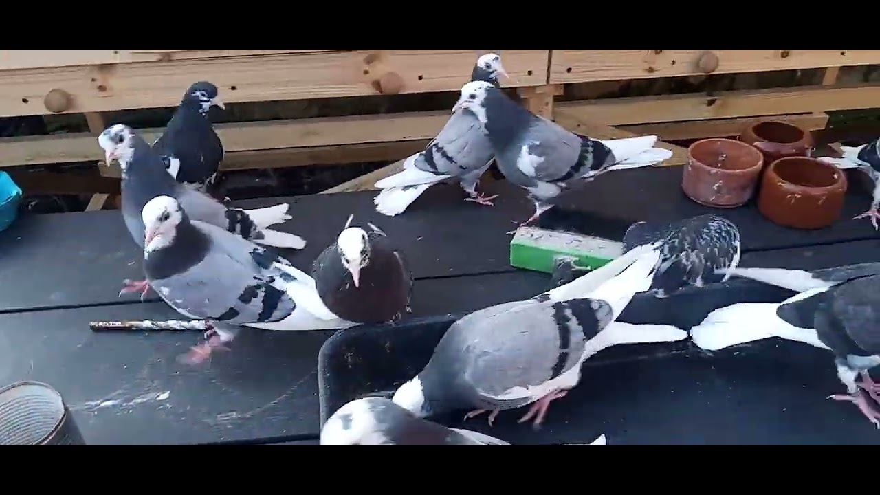 YOUNG BIRMINGHAM ROLLER PIGEONS 2025
