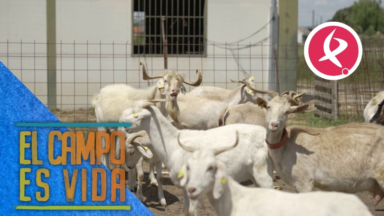 Jose junta a machos y hembras para comenzar la cubrición | El campo es vida