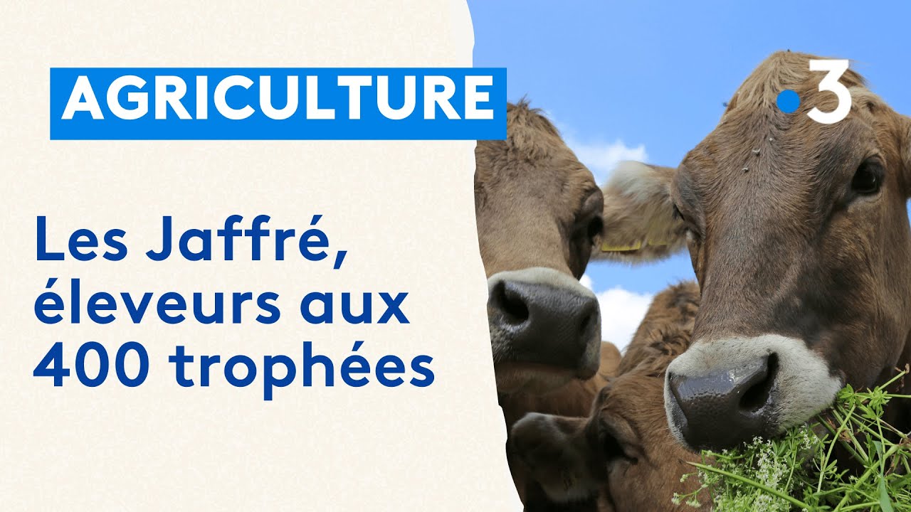 Agriculture : la famille Jaffr&eacute;, &eacute;leveurs aux 400 troph&eacute;es