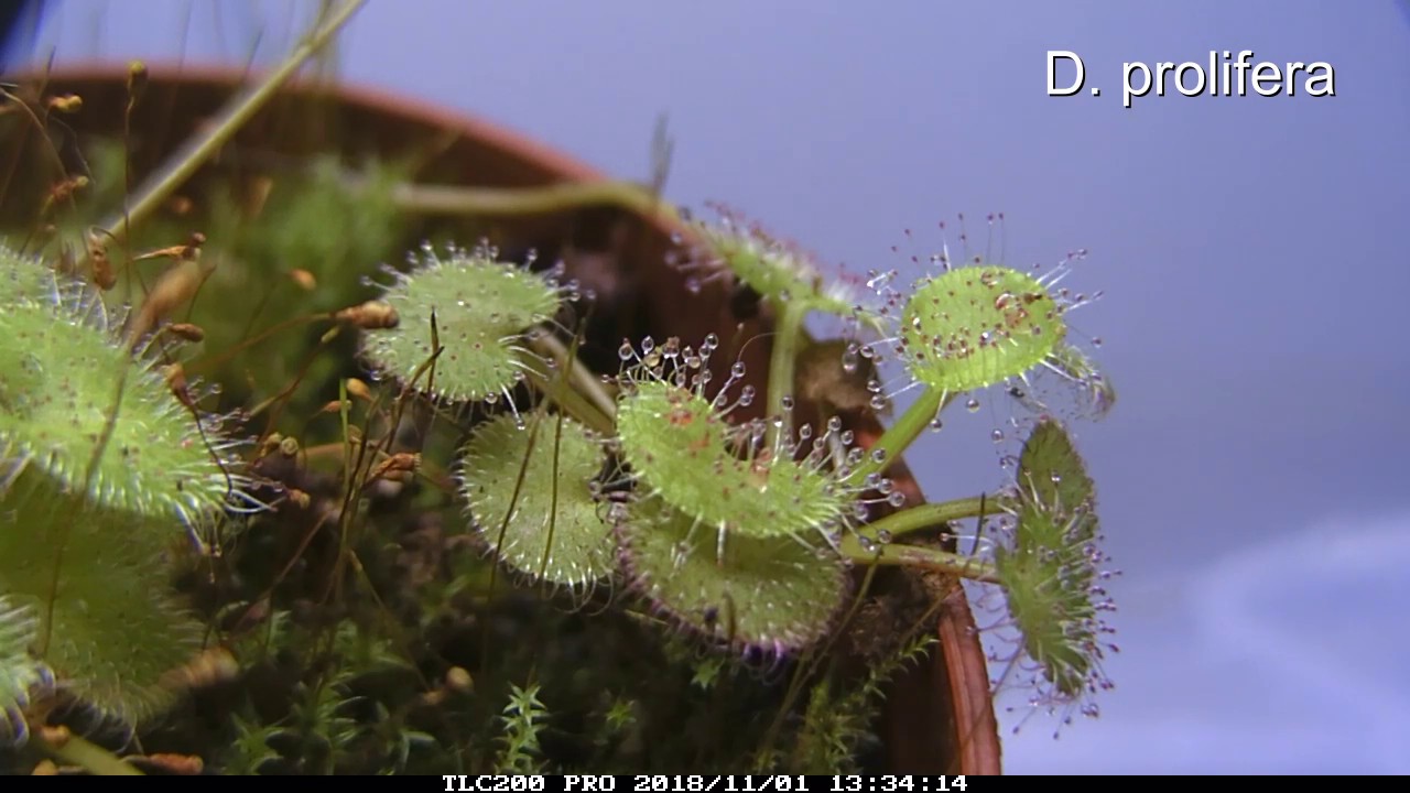 Drosera prolifera Tentakelbewegung/ time lapse fed with fish food