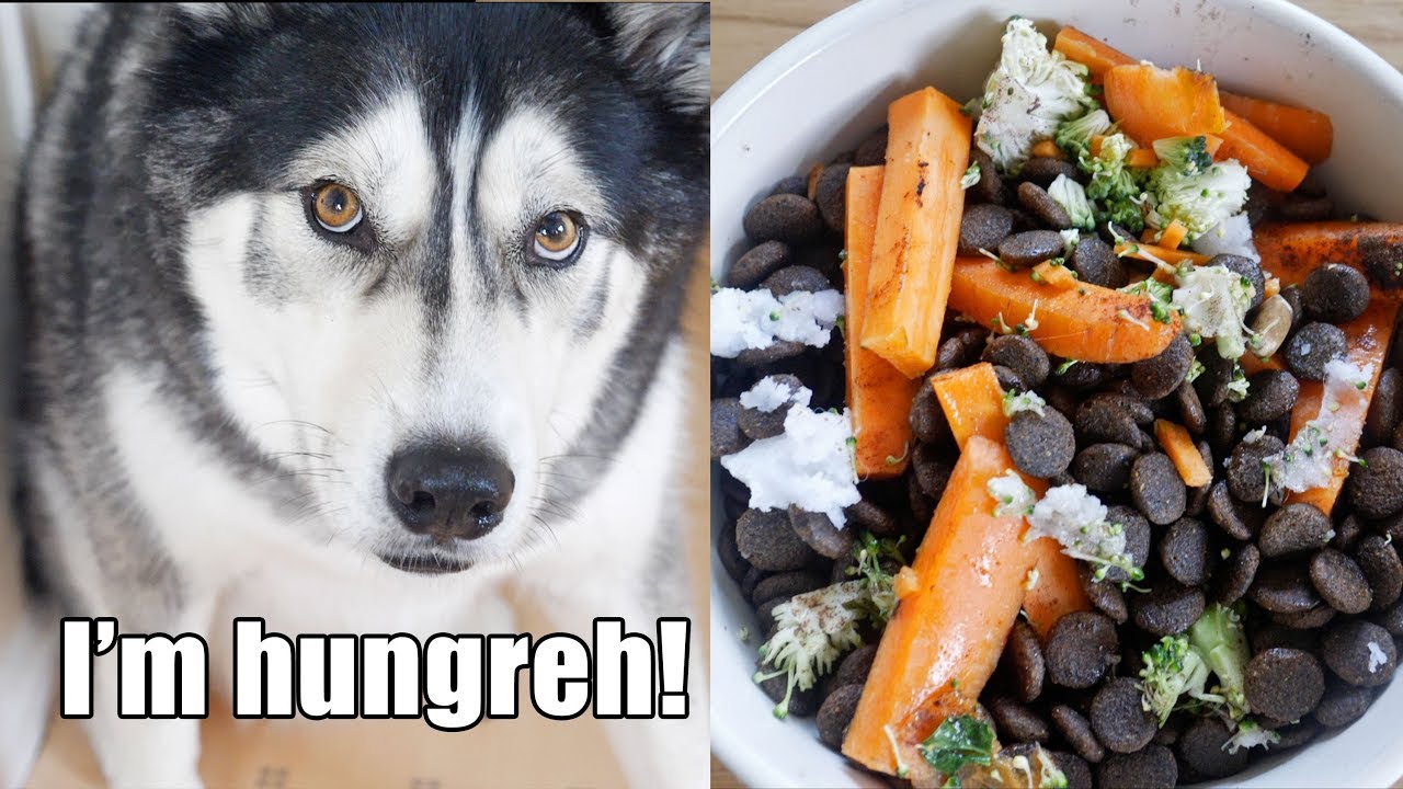 Husky Tries New Food And Demands More! Key reviews food