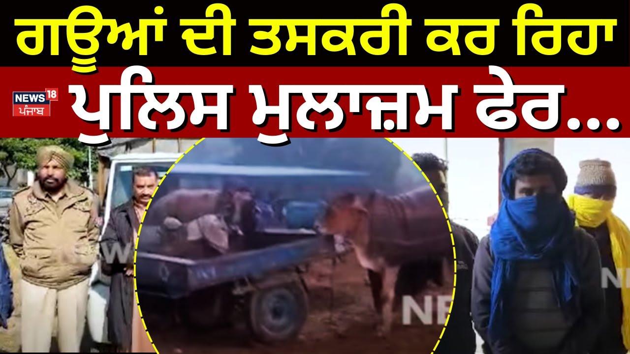Samrala Cow smuggling |ਗਊਆਂ ਦੀ ਤਸਕਰੀ ਕਰ ਰਿਹਾ ਪੁਲਿਸ ਮੁਲਾਜ਼ਮ ਫੇਰ... | Today Punjabi News | N18V
