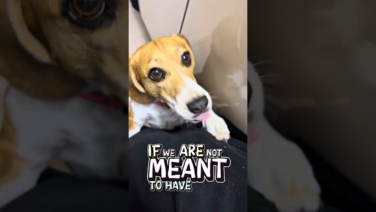 Пожалуйста, кто-нибудь ответьте на это 😭🐶 #собака #бигль #щенок #домашниеживотные #милаясобака #с...