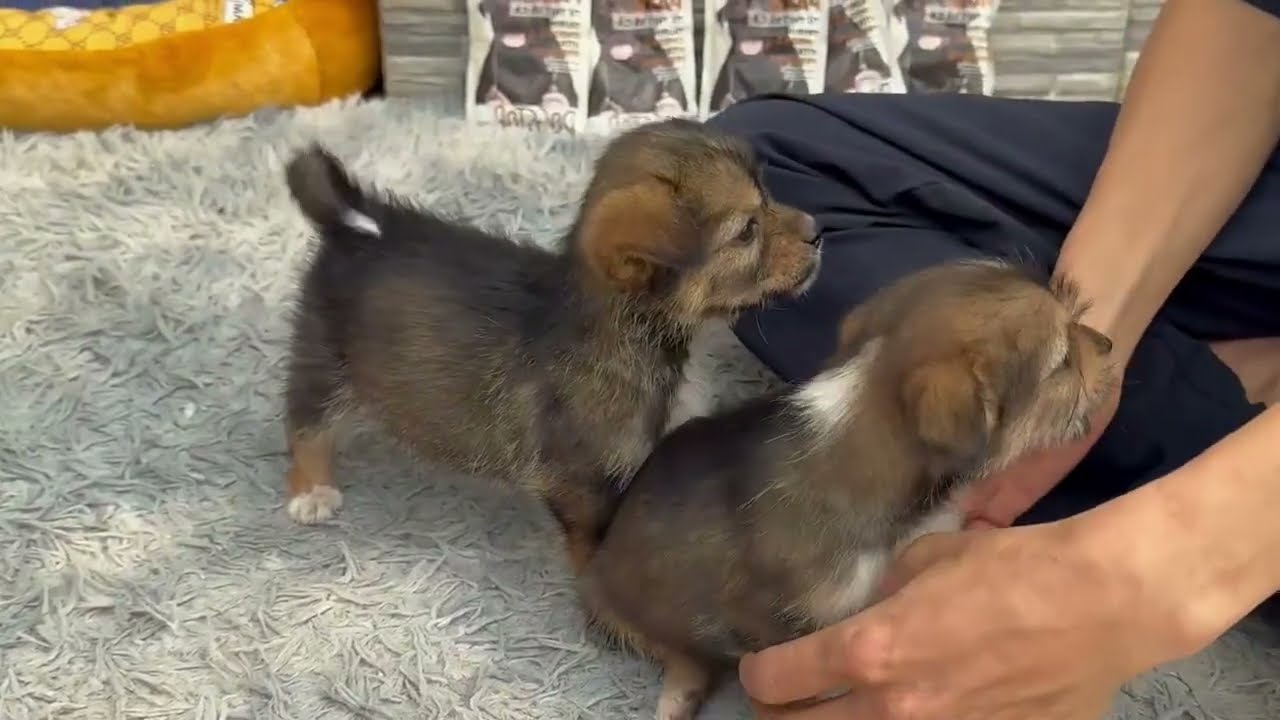 What Happens When You Rescue Puppies?