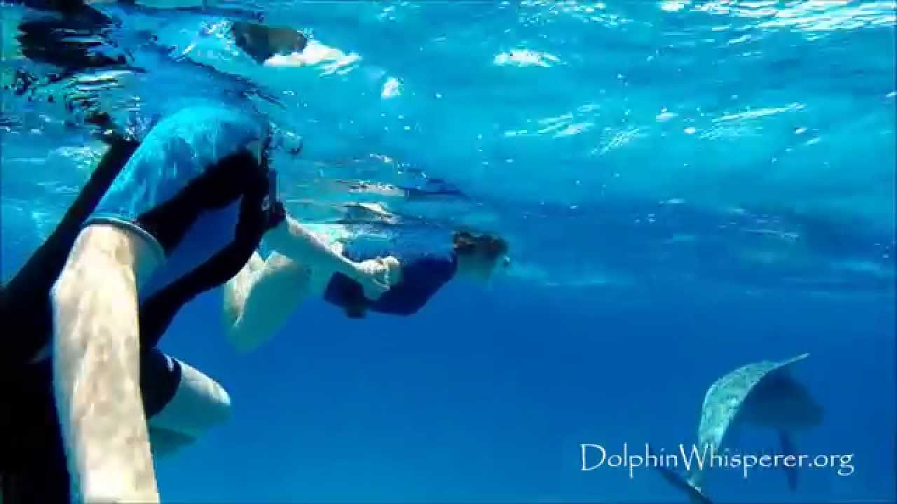 Pregnant mom getting scanned by wild dolphins; Dutch family comes to Bimini and meets dolphins