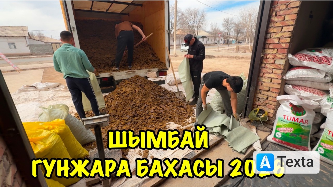 ГУНЖАРА БАХАСЫ АРЗАНЛАДЫ/ШЫМБАЙДА МАЛ ЖЕМ БАХАСЫ КАНША?/ЖЕМ БАХАЛАРЫ 2026