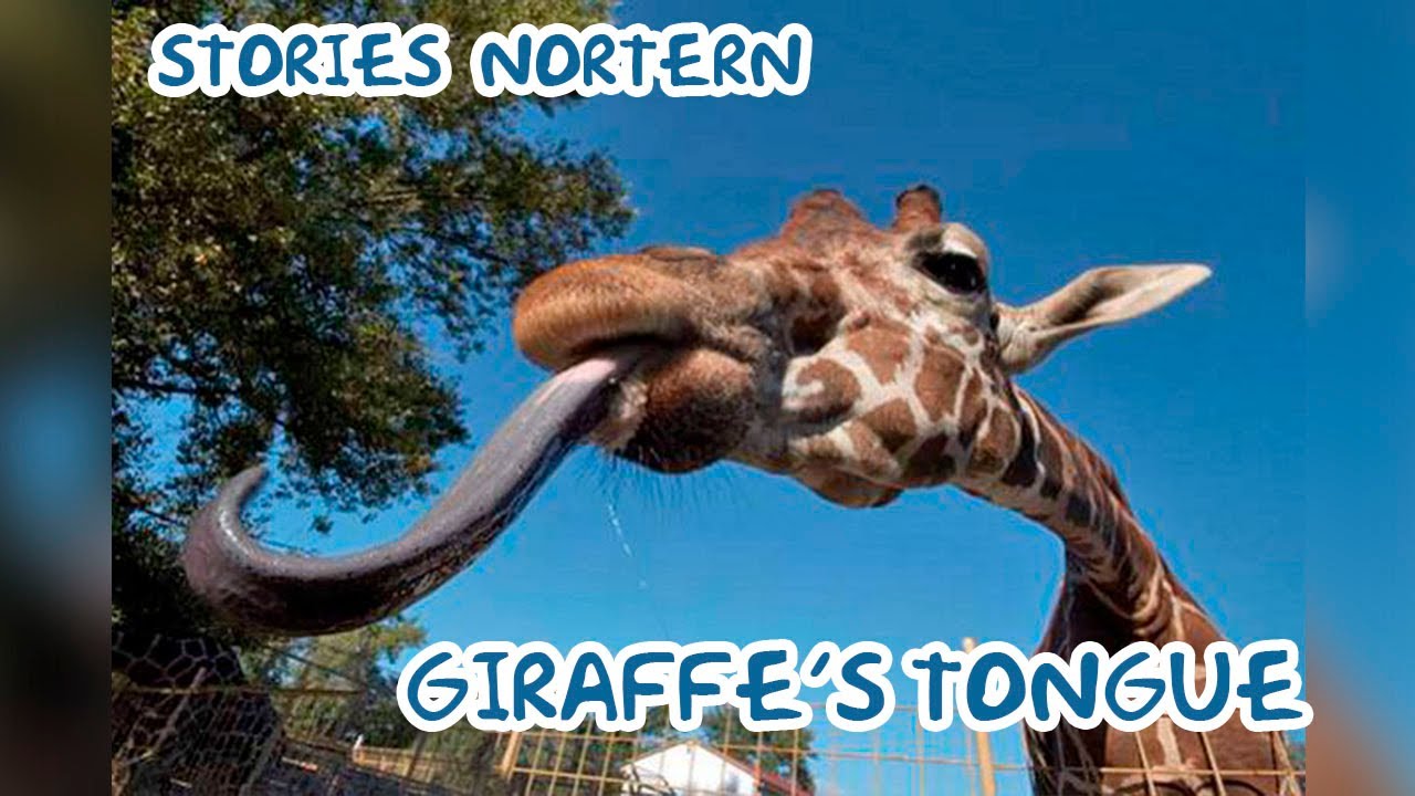 Giraffe's Tongue - Stories Northern