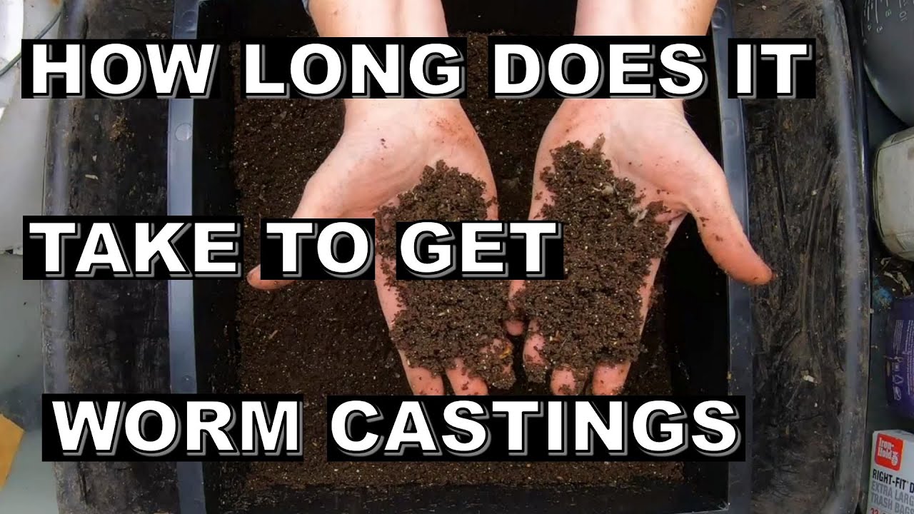 How Fast Can This System Make Worm Castings- Red Wigglers