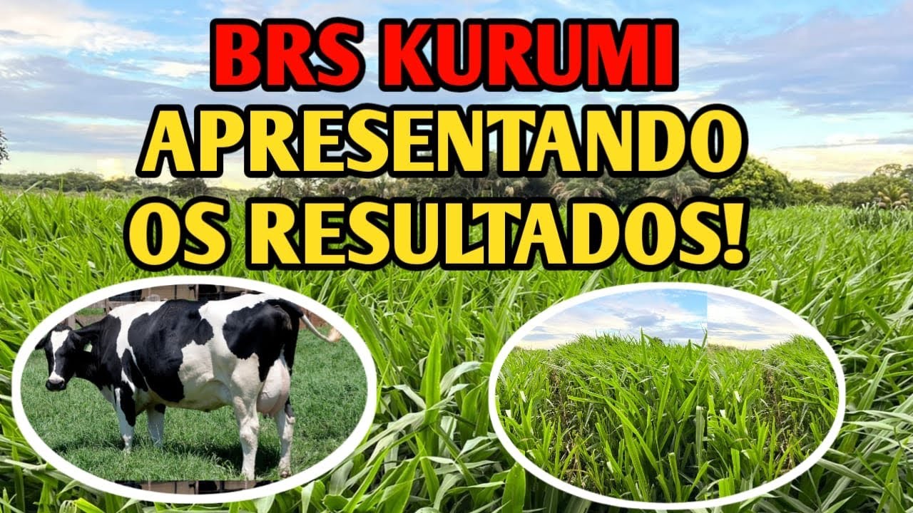 BRS Kurumi, resultados para o GADO de LEITE.