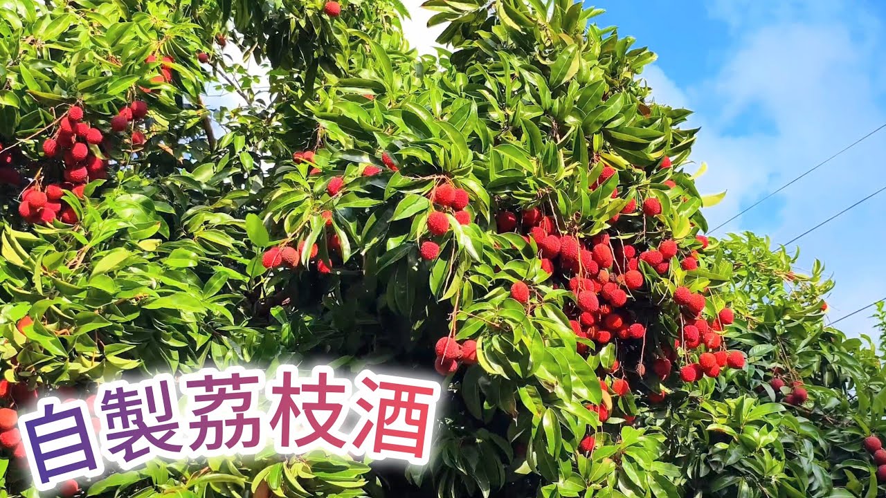 荔枝成熟全記錄 ～ 跟着我們一起自製荔枝酒！