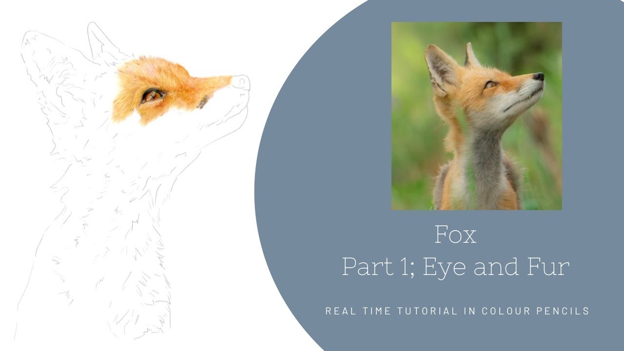 How to Draw a Realistic Fox in Colour Pencils | Real Time Tutorial | Part 1 Eye and Fur