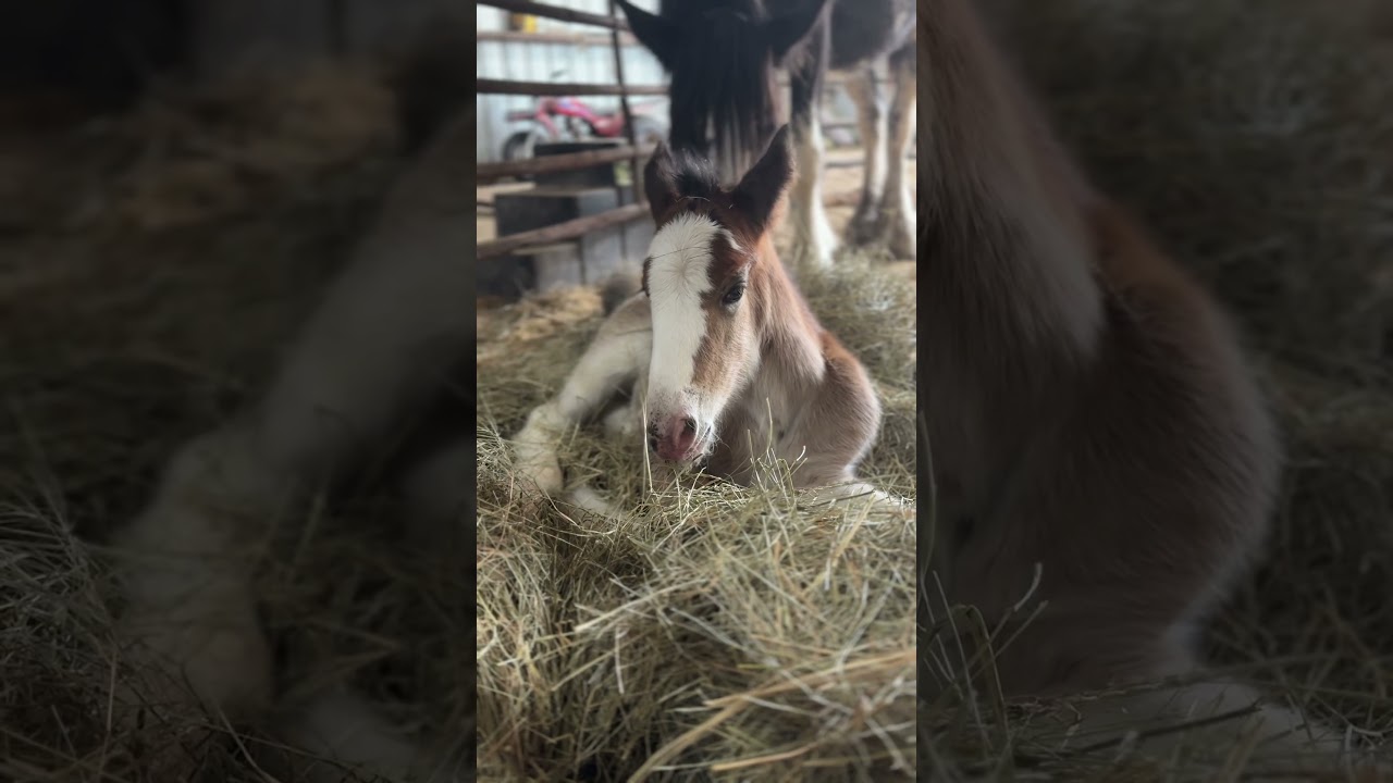 Baby Clydesdale Horse Is All Cozy😴🥰 #shorts #babyhorse #horse #foal #clydesdale
