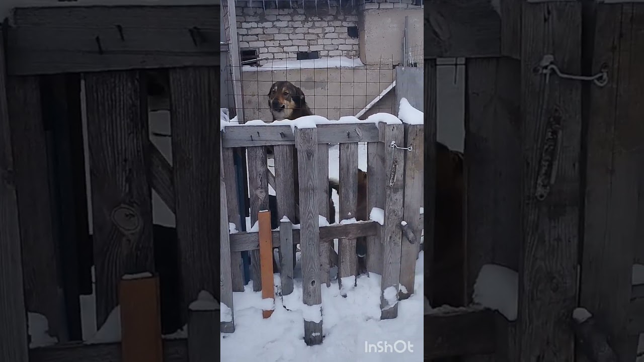 Поездка в приют 