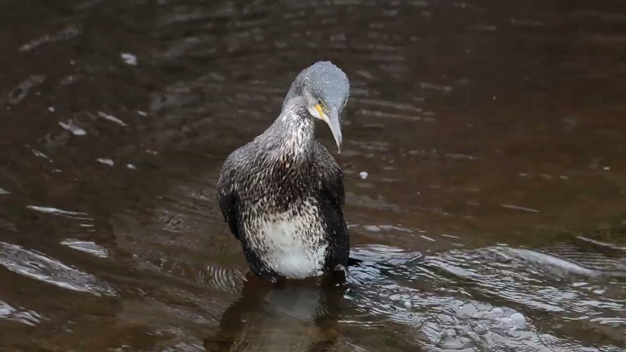 1214 cormorant
