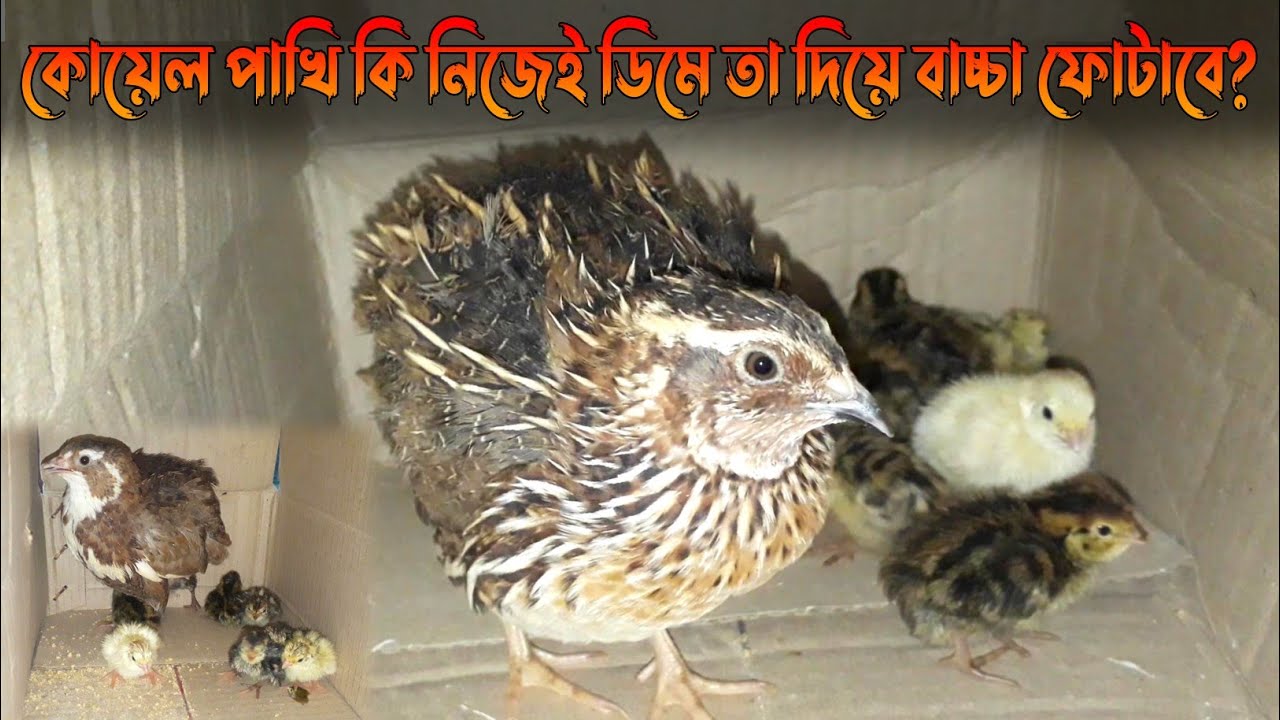 কোয়েল পাখি দিয়ে কোয়েল পাখির ডিম ফুটানোর পদ্ধতি। How to hatch Quail egg by Quail itself☺
