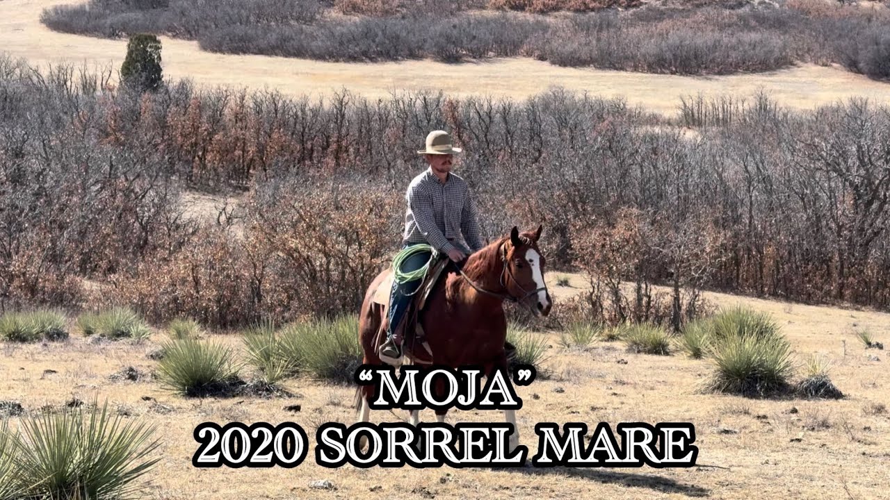 «Моха», гнедая кобыла 2020 года рождения | Лошадь на продажу