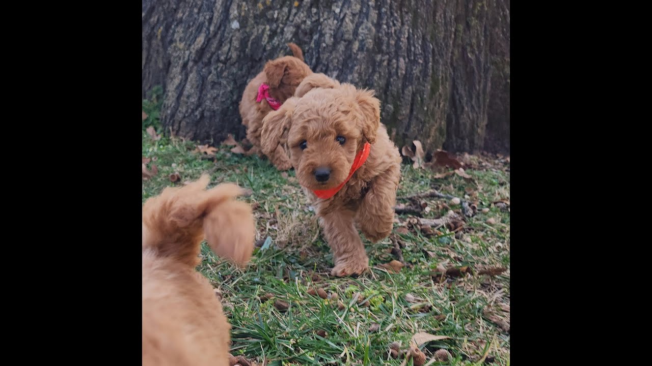 Oklahoma Mini Goldendoodle Puppies 