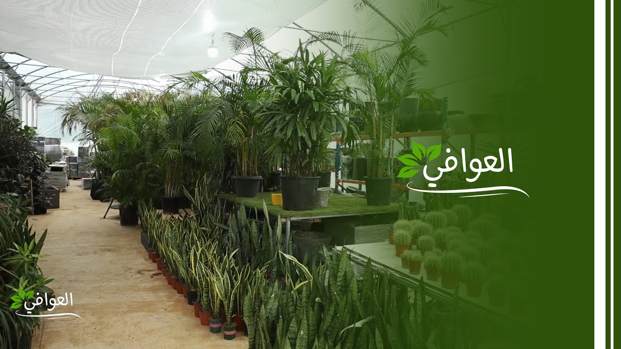 كيف نعتني بالشتول الداخلية ونعالجها من الأمراض؟