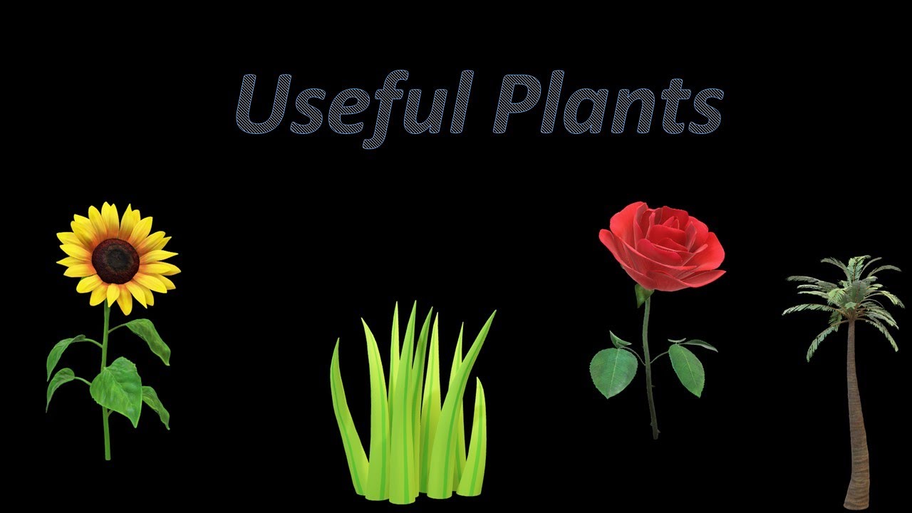 #Usefulplant   #Plant  What are the five useful plants?