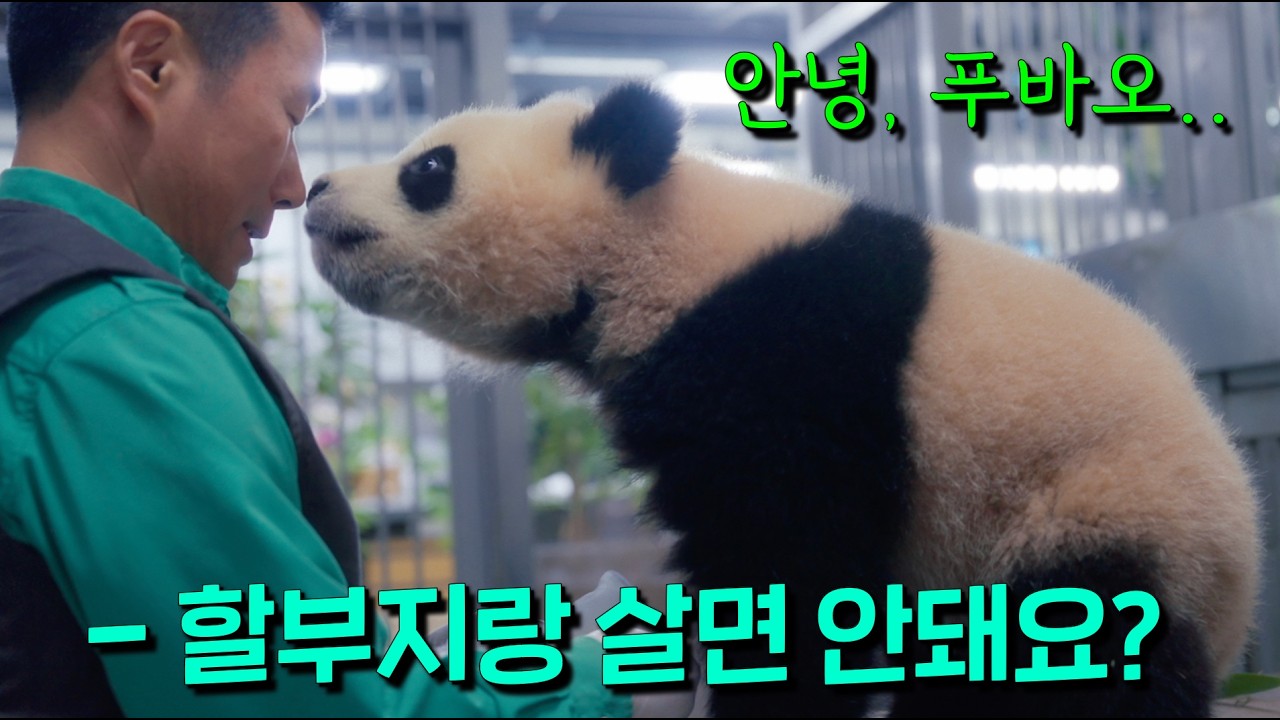 푸바오 다큐멘터리가 떴다..🐼💧 대한민국에서 태어난 최초의 전설의 판다..'푸바오' 할부지와의 눈물나는 이야기 [안녕, 할부지]