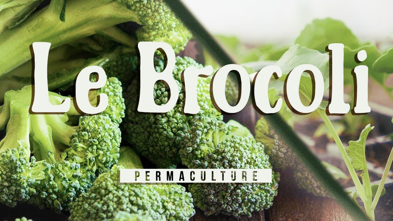 Tout savoir sur la culture du brocoli : c'est le moment !!!