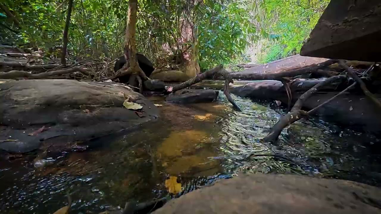 Nature’s Harmony | Stream Sounds & Gentle Piano