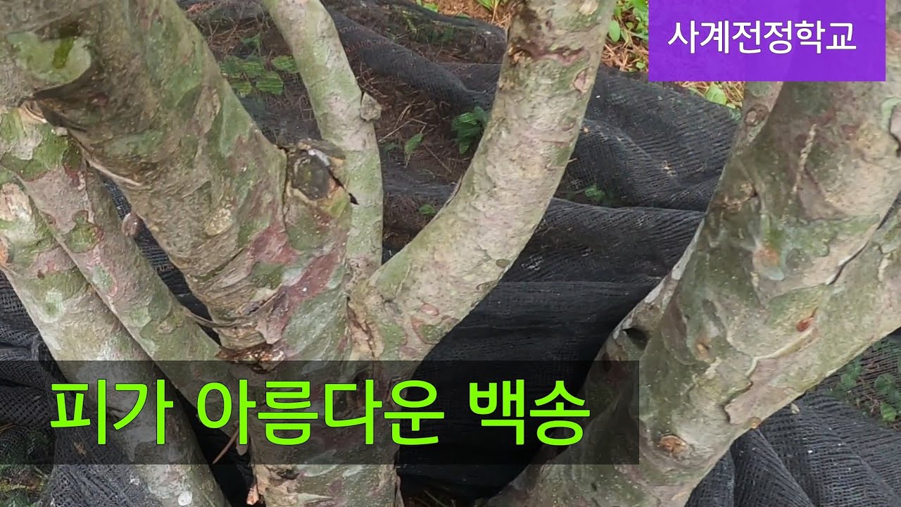 피가 아름다운 백송 #137사계전정학교 23 09 01