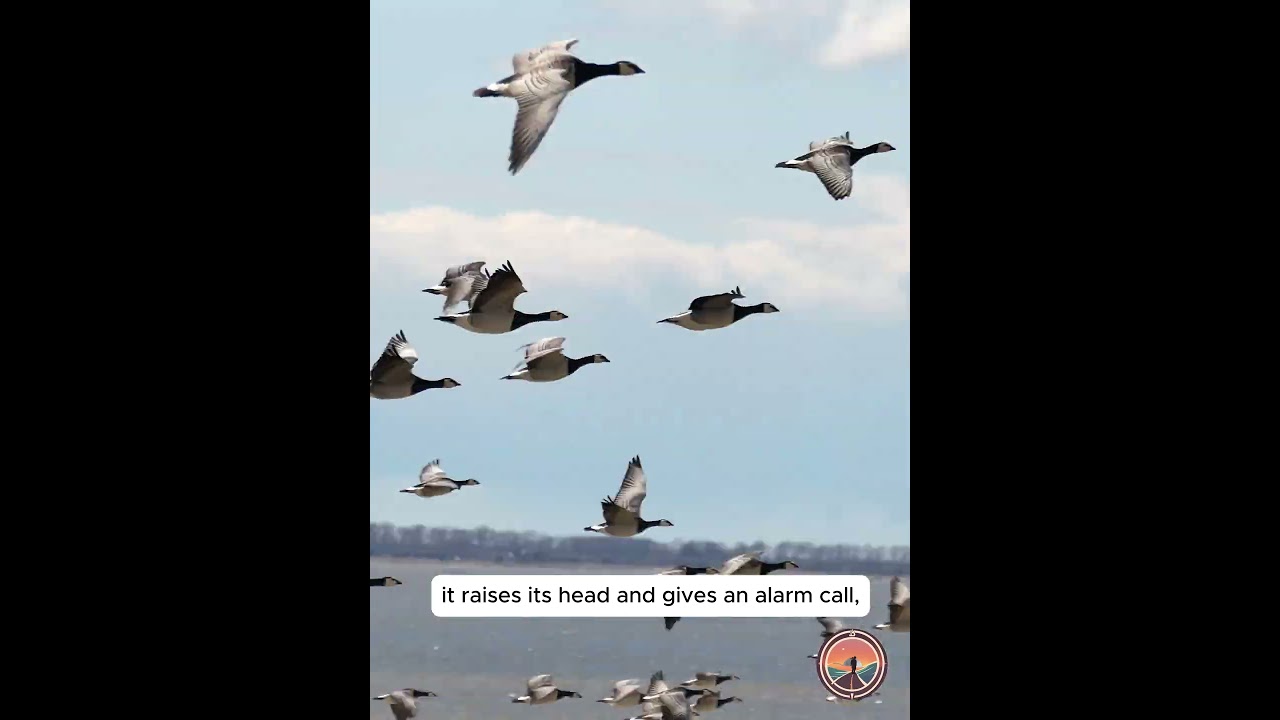 Matsalu national park. Barnacle Geese #birds #birdingparadise #naturepark #nature #birdmigration