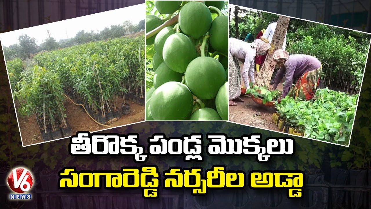 Fruit Market Nursery In Sangareddy | Fruit Research Station | V6 News