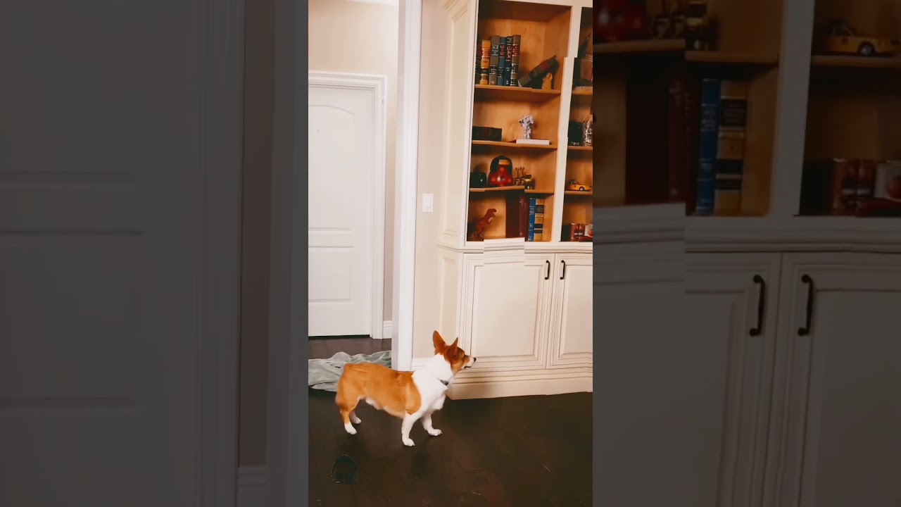 Playing hide and seek with my dog 🐶 #dog #puppy #funnydogs #magiccreators #zachking #comedy #magic