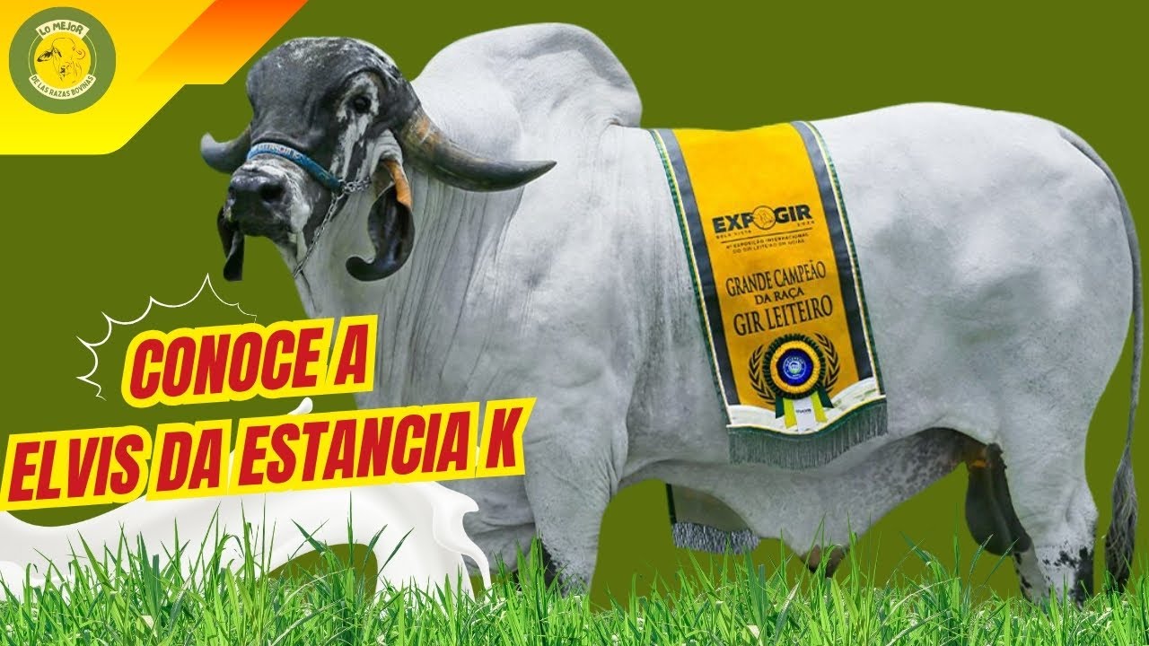 ¡Genética de élite! ELVIS combina fuerza, producción y un pedigrí que habla por sí solo 📊🔥