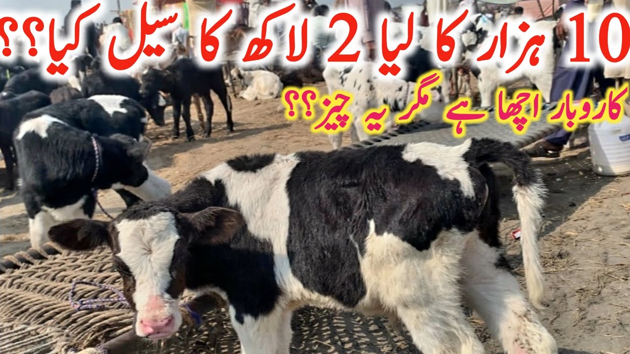 Cow Baby Price In Punjab | Pashu Mandi Punjab || Mandi Star