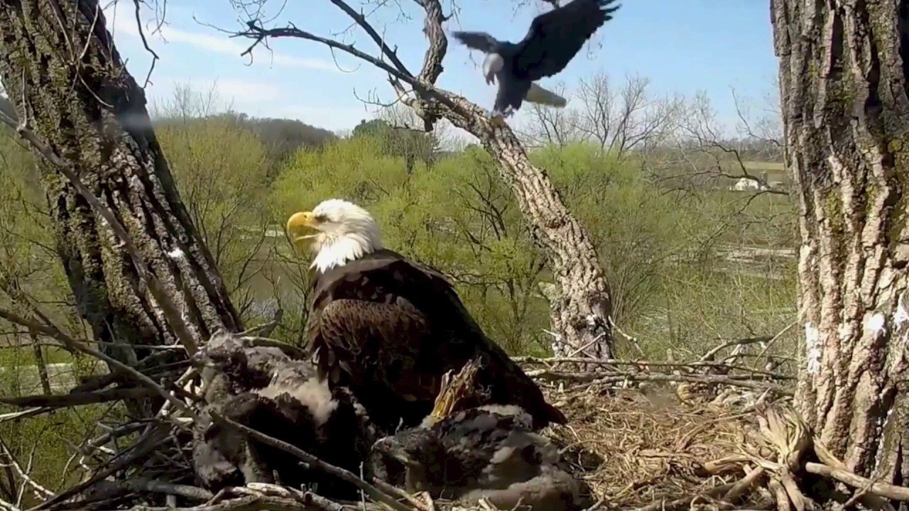DECORAH EAGLES 🐣 🐣🐣 WOW!!! LOOK AT THEM NOW ◕ RAPID GROWTH ◕ NEW MALE PROTECTS EAGLE FAMILY