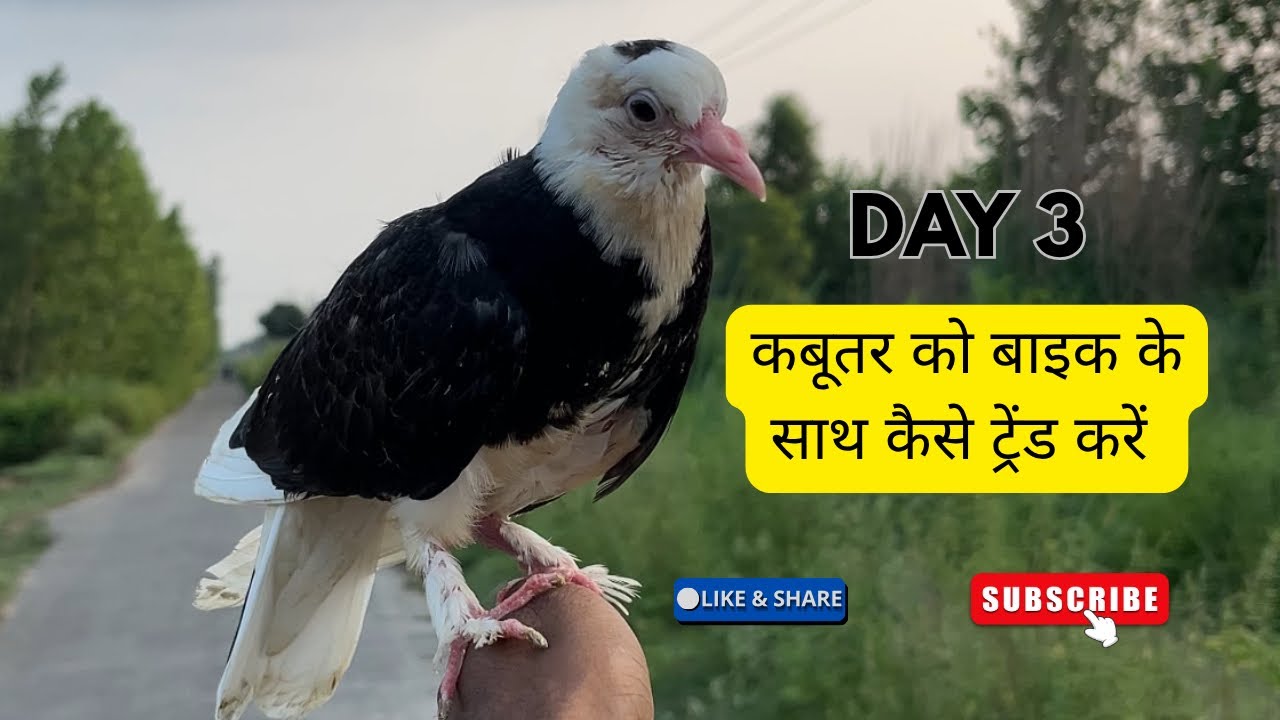 DAY 3 कबूतर को बाइक के साथ कैसे ट्रेंड करें | HOW TO TREND KABUTAR WITH A BIKE FULL VIDEO