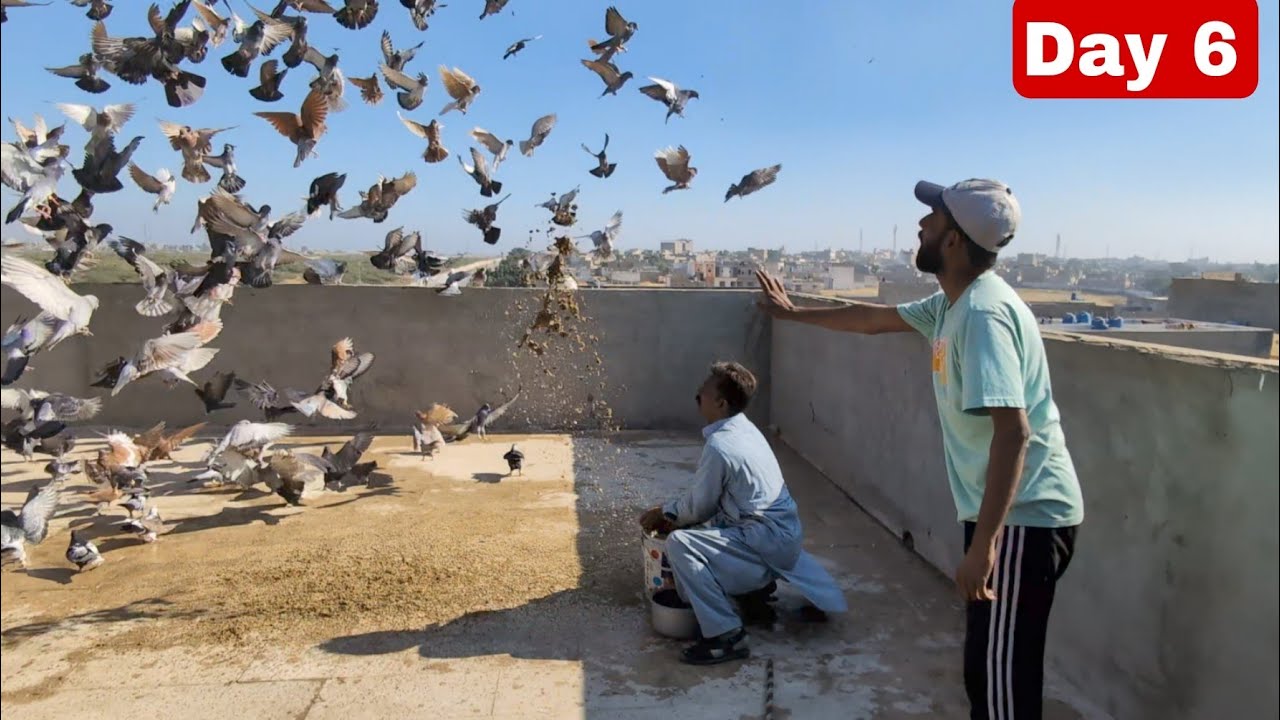 Day 6 Najo Bhai vs Haji talib || 500+500 Kabotar Shooq