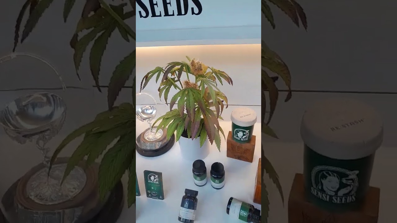 AT THE @sensivideos SENSI SEEDS SHOP CHEERS EVERYONE 🗣💨💨💨🥴😵&zwj;💫🫡🔞✌️💯