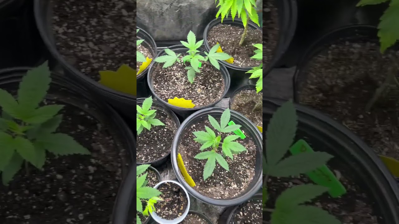 Royal Queen seeds 