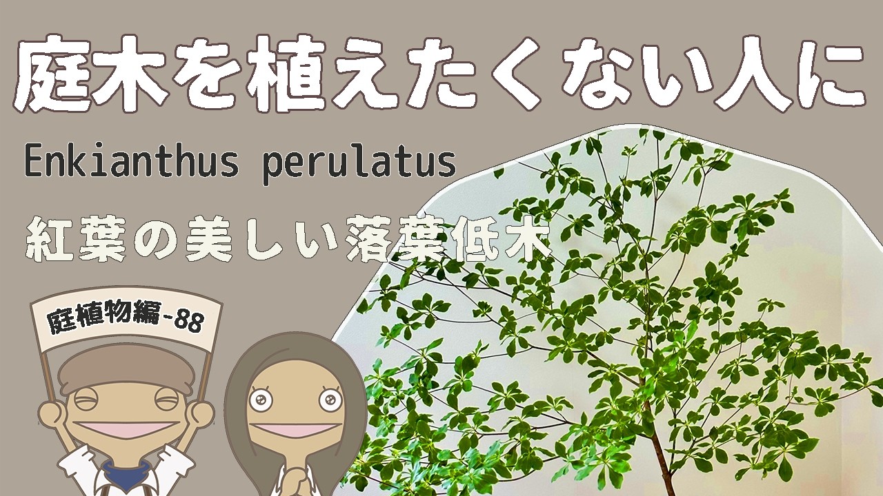 【大きくならない】美しい落葉低木ドウダンツツジの特徴と育て方を紹介するアニメ～植物編88～