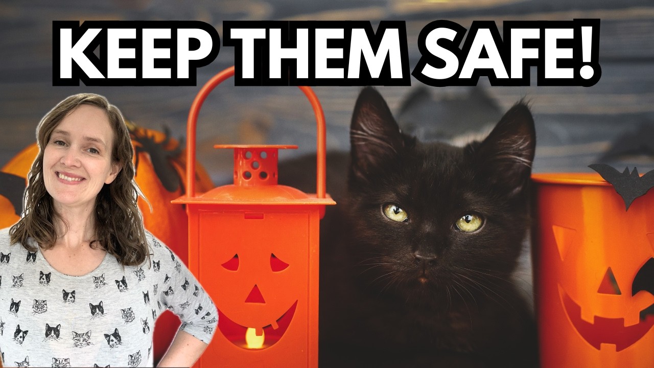 Keep your lovely cats safe this halloween