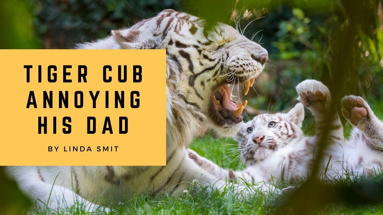 Daddy day care - tiger cub annoys his father - tiger dad not in the mood for games