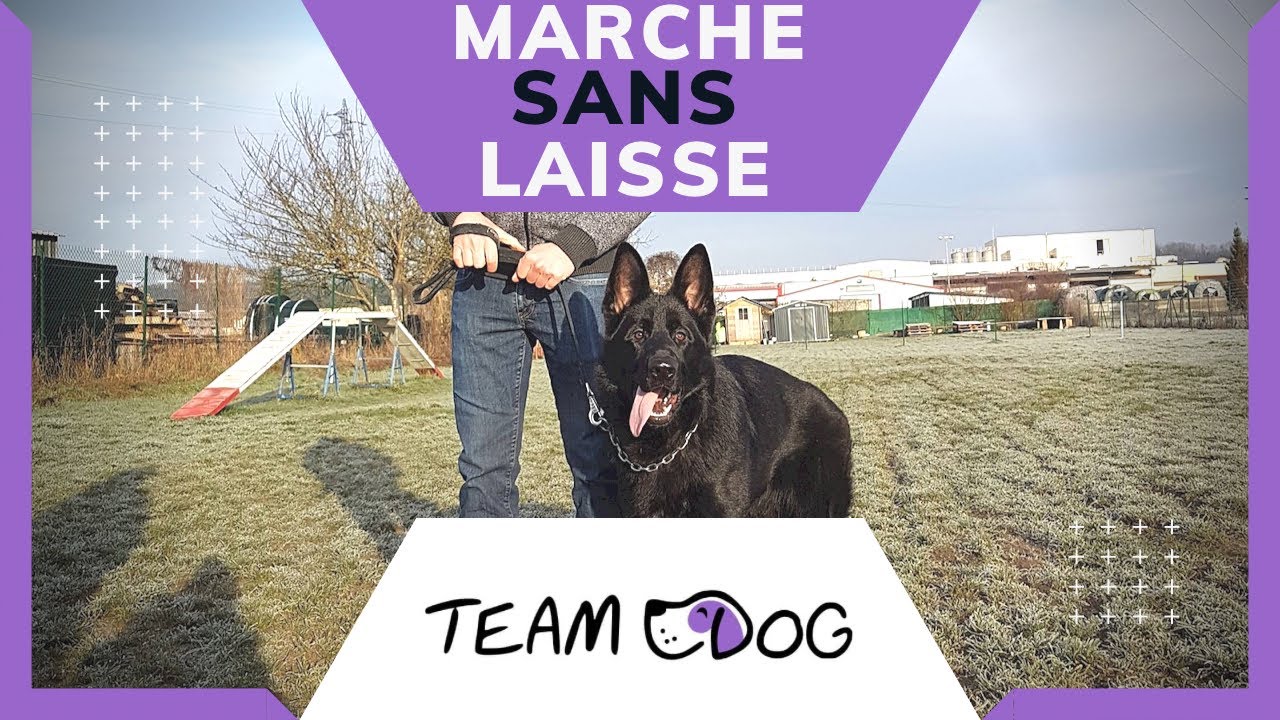 Apprendre la MARCHE SANS LAISSE !!! ( un tuto pour réussir facilement ! )
