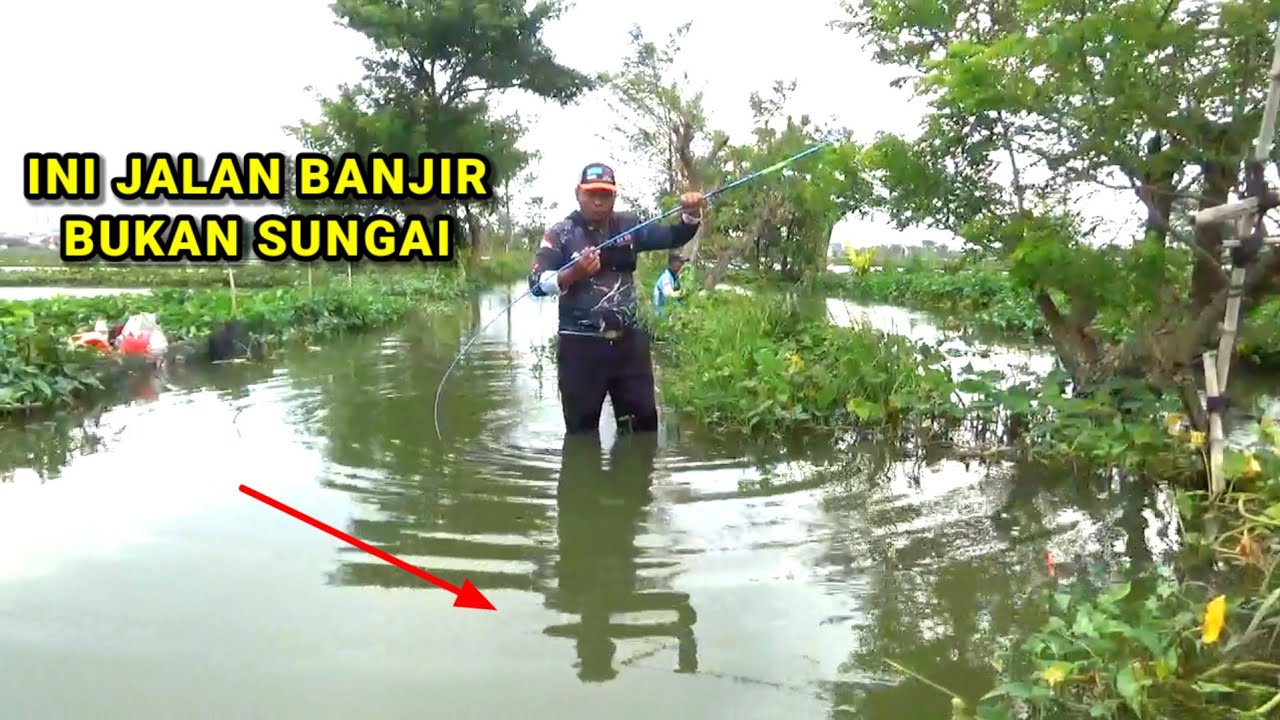 EDAN.. Ikan ikan besar naik di jalan pemancing panen sombro dan nila