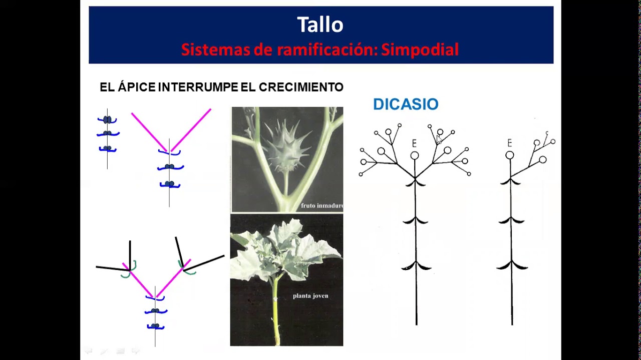 Teórico N° 4: Planta adulta-Tallo