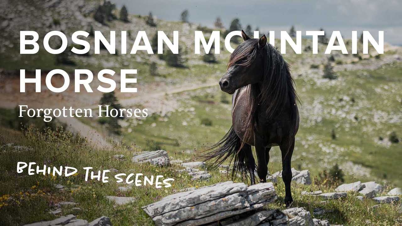 Bosnian Mountain Horse from Bosnia and Herzegovina | Explore Forgotten Horses